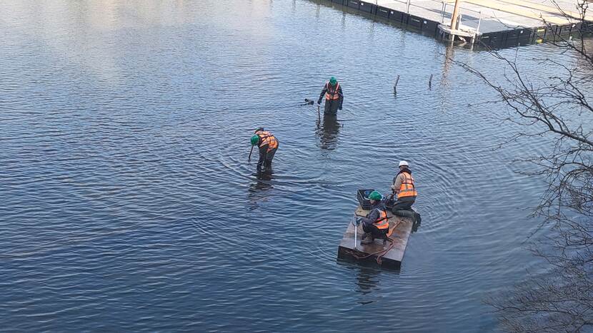 Twee bouwmedewerkers aan het werk in het ondiepe water van de Hofvijver, geholpen door twee medewerkers op een bootje